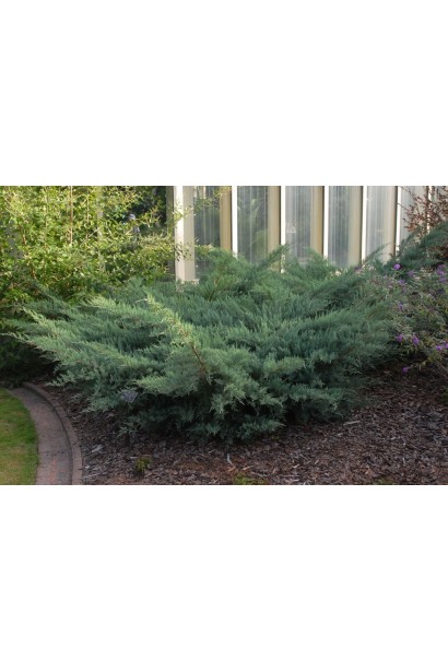 Ялівець віргінський Грей Оул 